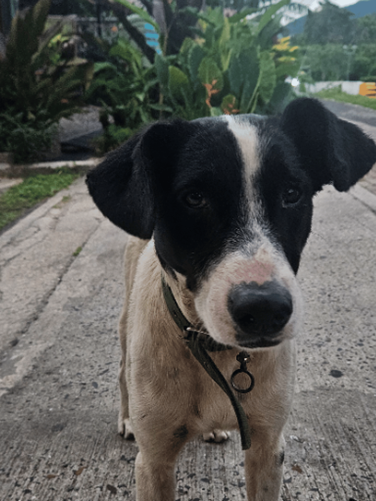 Oreo