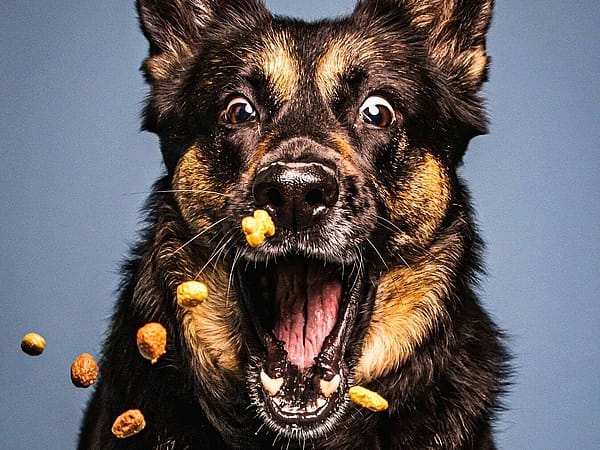 Dog receiving food
