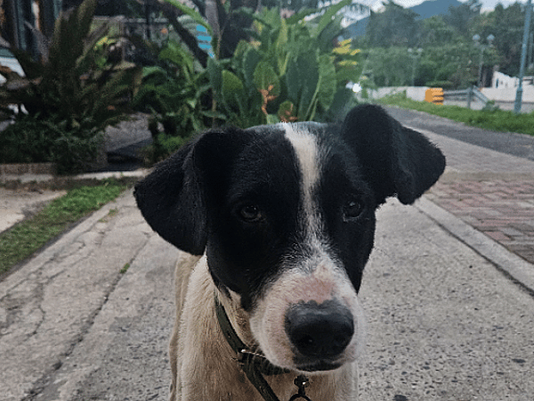 Oreo