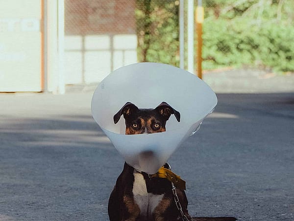 Dog receiving preventive deparasitization treatment