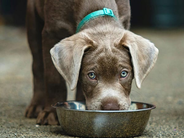 Dog receiving nutritious food support