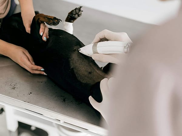 Dog recovering comfortably after sterilization