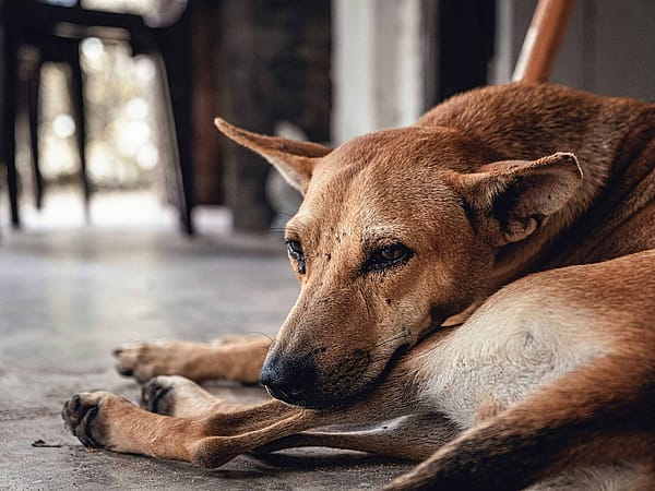 Rescued stray dog in a new loving home