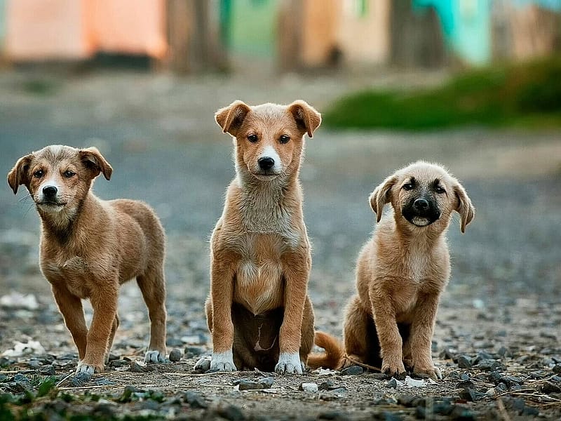 Community dogs