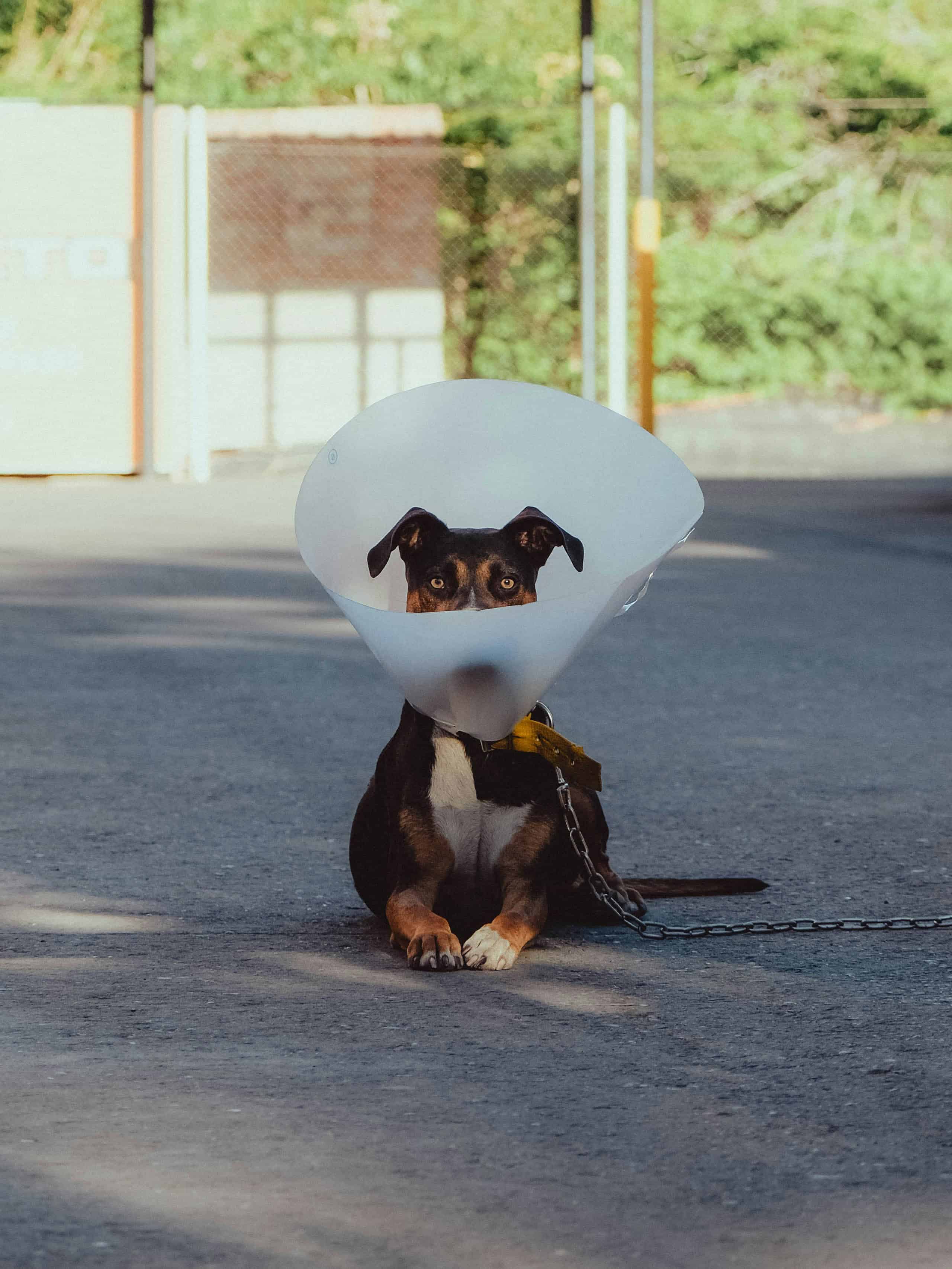 Dog receiving preventive deparasitization treatment