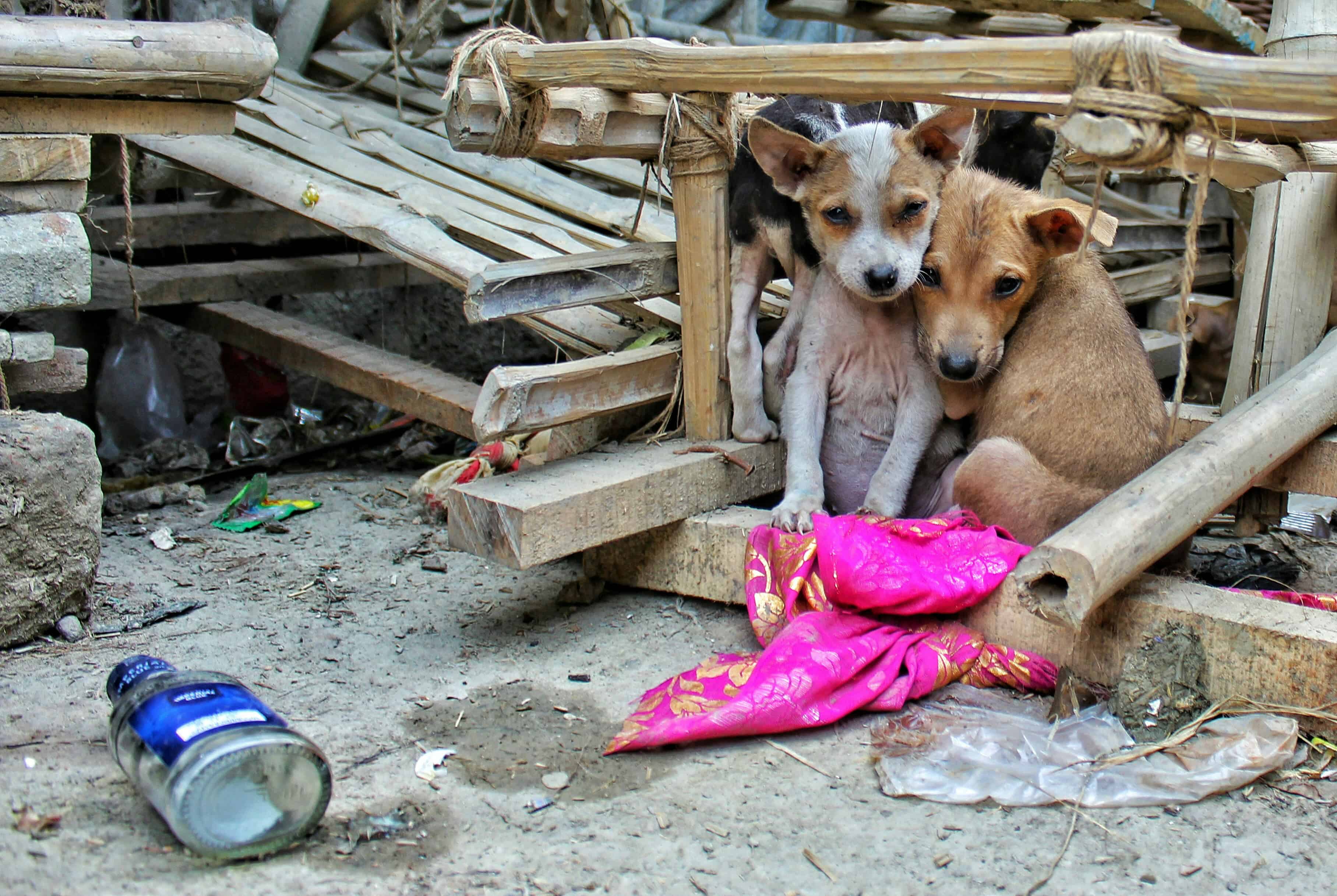 Pack of community dogs on the street receiving care